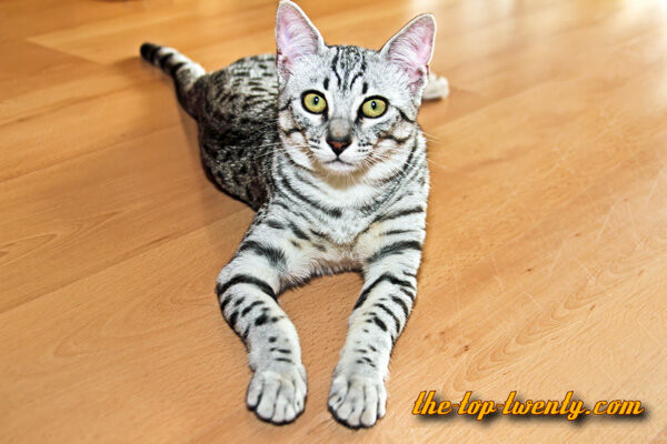 Egyptian Mau